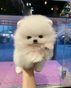 a small white dog sitting on top of a person's hand in front of a display case