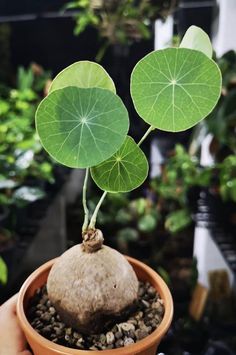 a person holding a potted plant with three leaves