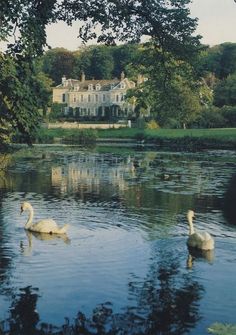 two swans swimming in the water next to a large white house with trees around it