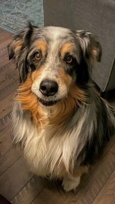 a dog is sitting on the floor with his hair in it's mouth and looking at the camera