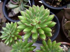 several potted plants with green leaves in the middle and brown dirt on the ground