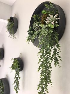 some green plants are hanging on the wall next to two round black pots with succulents in them