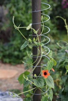 an orange flower growing on the side of a metal pole in front of some plants