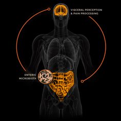 (5) Cindy Leifer (@CindyLeifer) / Twitter Gut Microbiome Illustration, Gut Brain Axis Illustration, Brain Gut Axis, How Gut Bacteria Affects The Brain, Binary Fission In Bacteria, Gut Microbiota, Immune Response, Gut Microbiome, Take A