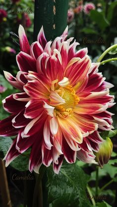 a red and white flower with green leaves in the background