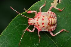 a red and white bug sitting on top of a green leaf covered in tiny dots