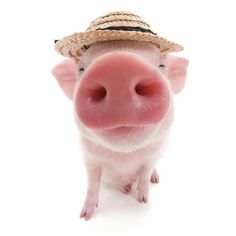 a small pig wearing a straw hat on top of it's head and looking at the camera