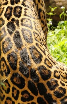 the back end of a giraffe's head with spots on it and green grass in the background