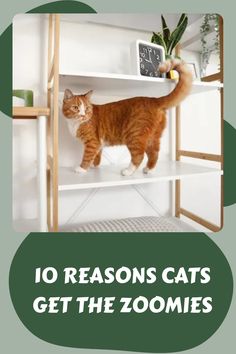 an orange and white cat standing on top of a shelf with the words 10 reasons cats get the zoomies