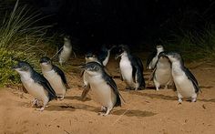 a group of penguins standing on top of a sandy beach next to tall grass and bushes