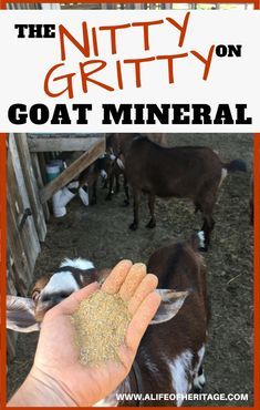 the hand is holding grain in front of two goats and text reads, the nittyy on goat mineral