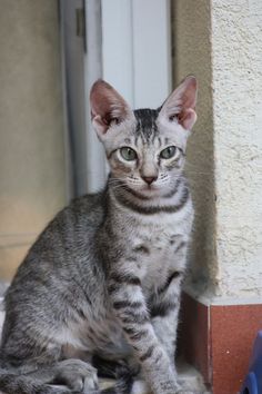 a gray and black cat sitting next to a door on the side of a building