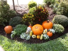 several pumpkins and gourds are arranged in a flower bed on the lawn