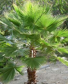 a small palm tree in the middle of a dirt area with rocks and trees around it