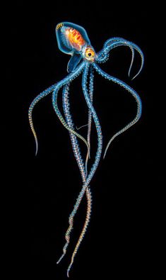 an orange and blue jellyfish swimming in the ocean at night with its head turned towards the camera