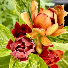 an orange and red flower is blooming in the sun on a green leafy plant