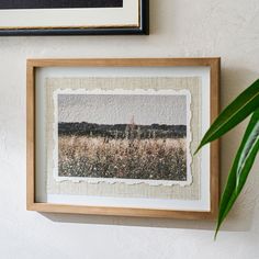 two framed pictures hang on the wall next to a plant