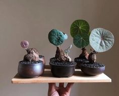 three potted plants with leaves in them on a wooden shelf next to a wall