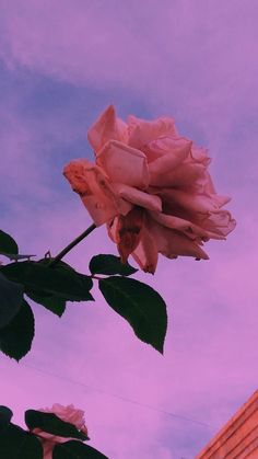 a pink rose is blooming in the sky