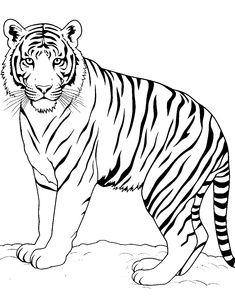 a black and white tiger standing on the ground