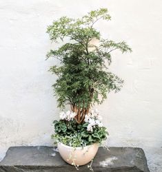 a potted plant sitting on top of a stone slab