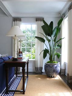 a living room filled with furniture and a large potted plant on top of a table