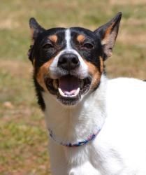 a white and brown dog standing on top of a grass covered field with its mouth open