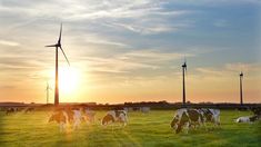 several cows grazing in a field with windmills in the background at sunset or dawn