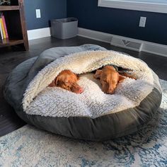 a brown dog laying on top of a round bed