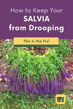 purple flowers with the words how to keep your salvia from dropping this is the fix