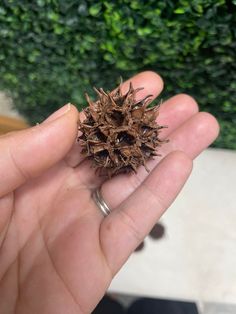 a hand holding a small pine cone in it's palm