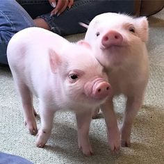 two small pigs standing next to each other