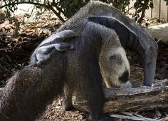 an animal that is bending down to eat some food from the ground next to a tree