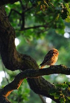 a bird perched on top of a tree branch