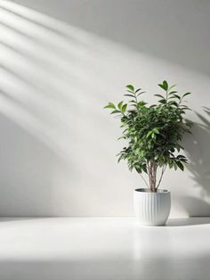 a potted plant sitting on top of a white table next to a wall with long shadows