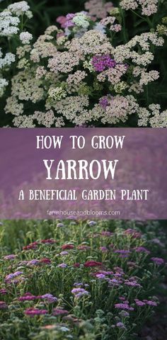 various types of flowers and plants with text overlay how to grow yarrow