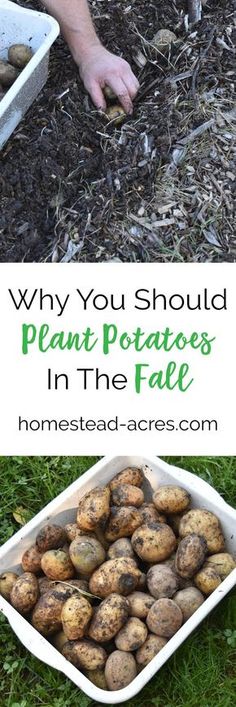 potatoes in the ground with text overlay that says why you should plant potatoes in the fall