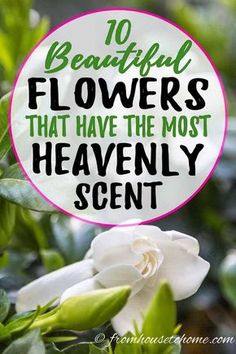 white flowers with the words 10 beautiful flowers that have the most heavenly scent in them