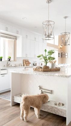 a brown dog standing in front of a white kitchen island with a sink and dishwasher