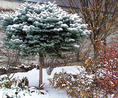 a snow covered tree in front of a building and shrubbery on the other side