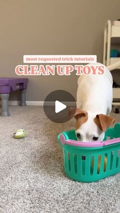 a dog in a green basket on the floor