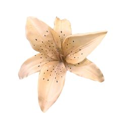 a white flower with black spots on it's petals is shown against a white background