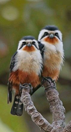 two small birds sitting on top of a tree branch