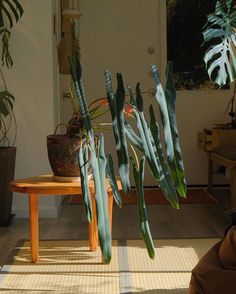 the houseplants are growing in pots on the table near the front door,