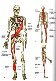 an image of the human skeleton with muscles labeled in english and chinese characters on it