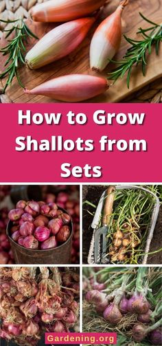 how to grow shallots from sets