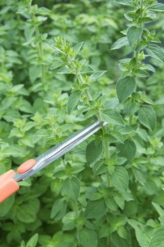 a person holding a pair of scissors in front of green plants