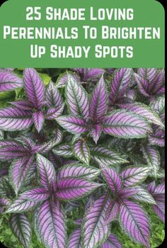 purple and white leaves with the words 25 shade loving perennials to brighten up shady spots