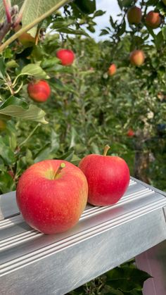 two red apples sitting on top of a metal bench in front of an apple tree