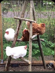 three chickens are standing on wooden ladders in the yard, one pecking at another chicken